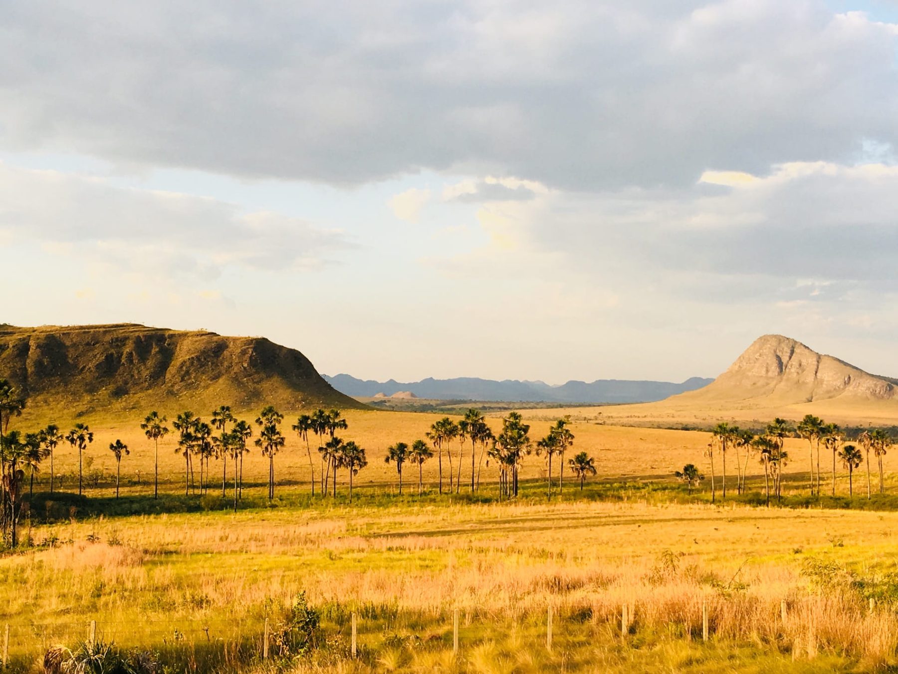 Cerrado landscape: flat-topped chapadas on the horizon, a line of buriti palms marking a vereda, open grassland, fence posts in the foreground.